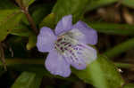 Oblongleaf snakeherb